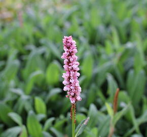 Rdesno 'Darjeeling Red' - Bistorta affinis 'Darjeeling Red'
