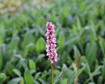 Rdesno 'Darjeeling Red'