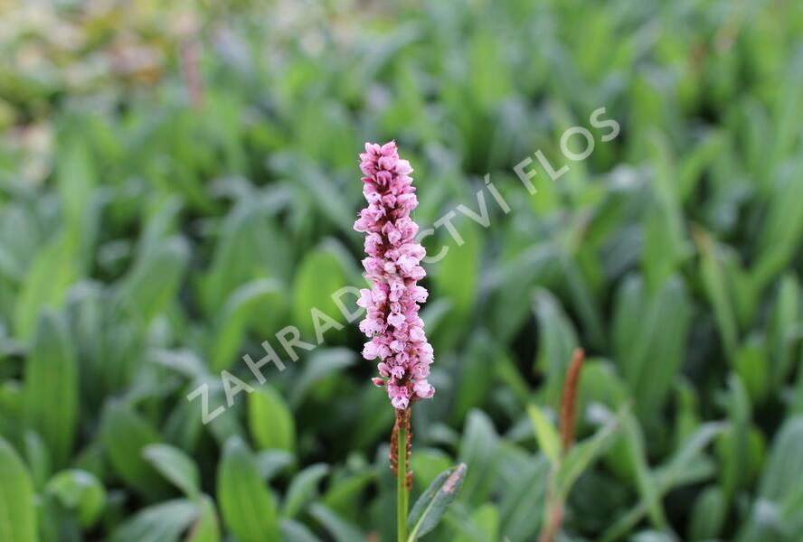 Rdesno 'Darjeeling Red' - Bistorta affinis 'Darjeeling Red'