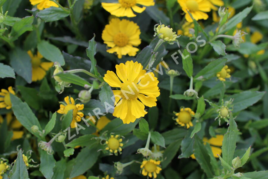 Záplevák podzimní 'HayDay Yellow' - Helenium autumnale 'HayDay Yellow'