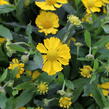 Záplevák podzimní 'HayDay Yellow' - Helenium autumnale 'HayDay Yellow'