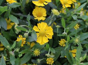 Záplevák podzimní 'HayDay Yellow' - Helenium autumnale 'HayDay Yellow'