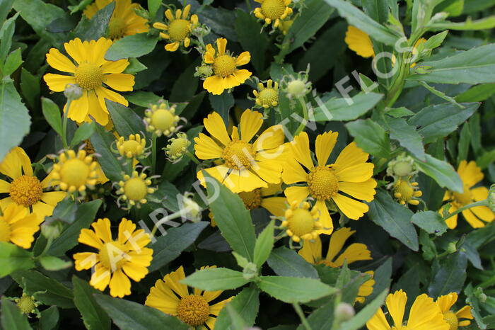 Záplevák podzimní 'HayDay Yellow' - Helenium autumnale 'HayDay Yellow'