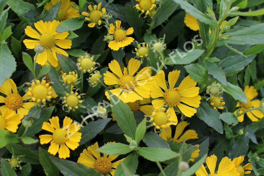 Záplevák podzimní 'HayDay Yellow' - Helenium autumnale 'HayDay Yellow'