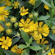 Záplevák podzimní 'HayDay Yellow' - Helenium autumnale 'HayDay Yellow'