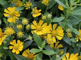 Záplevák podzimní 'HayDay Yellow' - Helenium autumnale 'HayDay Yellow'