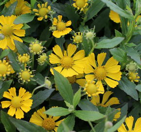 Záplevák podzimní 'HayDay Yellow' - Helenium autumnale 'HayDay Yellow'