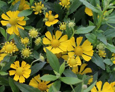 Záplevák podzimní 'HayDay Yellow'