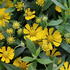 Helenium autumnale 'HayDay Yellow'.JPG