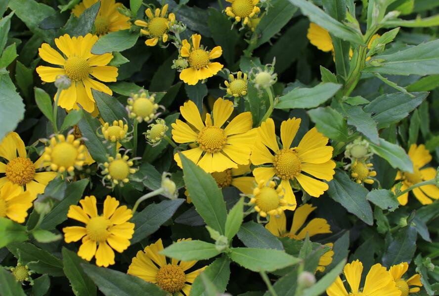 Záplevák podzimní 'HayDay Yellow' - Helenium autumnale 'HayDay Yellow'