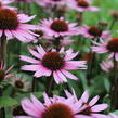 Třapatkovka 'Profusion' - Echinacea 'Profusion'