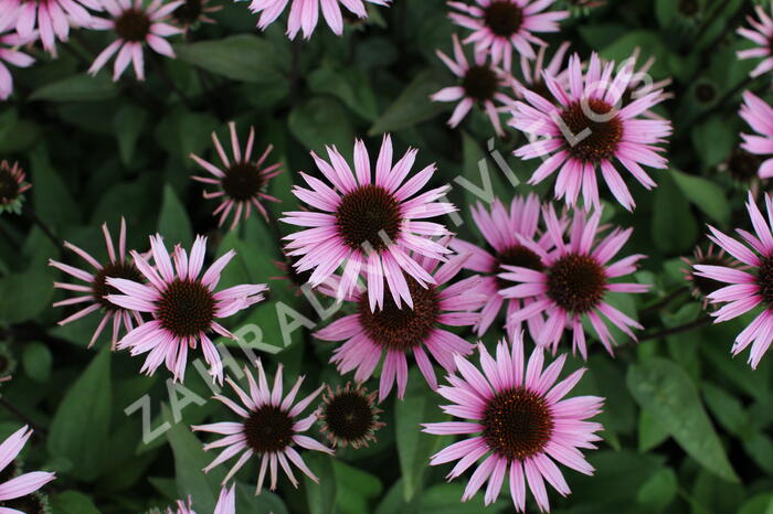 Třapatkovka 'Profusion' - Echinacea 'Profusion'