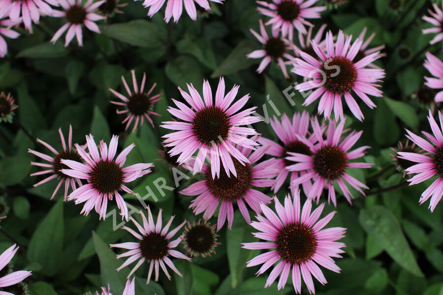 Třapatkovka 'Profusion' - Echinacea 'Profusion'