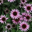 Třapatkovka 'Profusion' - Echinacea 'Profusion'