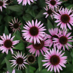 Třapatkovka 'Profusion' - Echinacea 'Profusion'