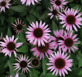 Třapatkovka 'Profusion' - Echinacea 'Profusion'