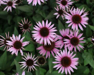 Třapatkovka 'Profusion'