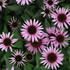 Echinacea 'Profusion'_02.JPG