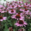 Třapatkovka 'Profusion' - Echinacea 'Profusion'