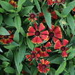 Záplevák podzimní 'HayDay Red Bicolor' - Helenium autumnale 'HayDay Red Bicolor'