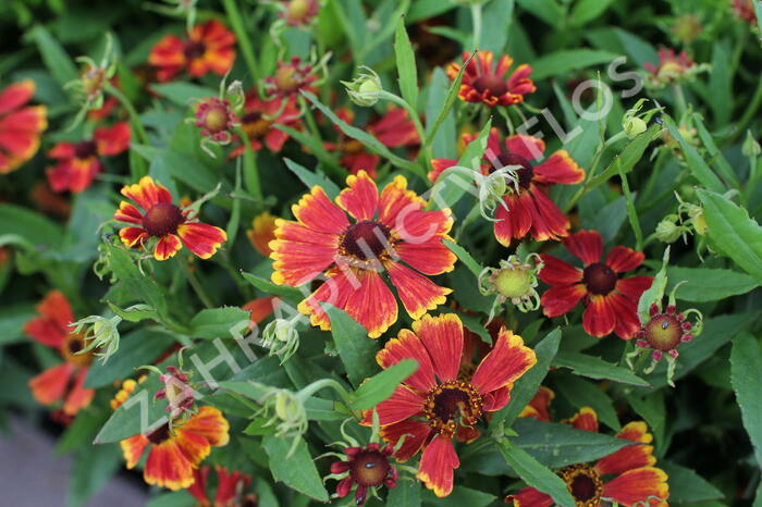 Záplevák podzimní 'HayDay Red Bicolor' - Helenium autumnale 'HayDay Red Bicolor'