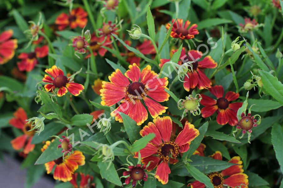 Záplevák podzimní 'HayDay Red Bicolor' - Helenium autumnale 'HayDay Red Bicolor'