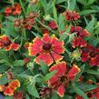Záplevák podzimní 'HayDay Red Bicolor' - Helenium autumnale 'HayDay Red Bicolor'