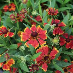 Záplevák podzimní 'HayDay Red Bicolor' - Helenium autumnale 'HayDay Red Bicolor'
