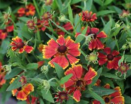 Záplevák podzimní 'HayDay Red Bicolor'