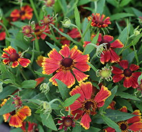 Záplevák podzimní 'HayDay Red Bicolor' - Helenium autumnale 'HayDay Red Bicolor'