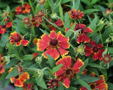 Záplevák podzimní 'HayDay Red Bicolor'