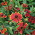 Helenium autumnale 'HayDay Red Bicolor'.JPG