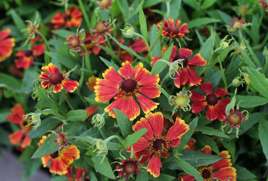 Záplevák podzimní 'HayDay Red Bicolor' - Helenium autumnale 'HayDay Red Bicolor'