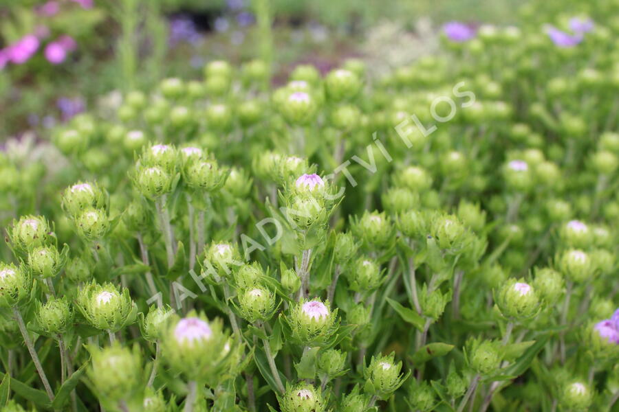 Stokésie 'Mels Blue' - Stokesia laevis 'Mels Blue'