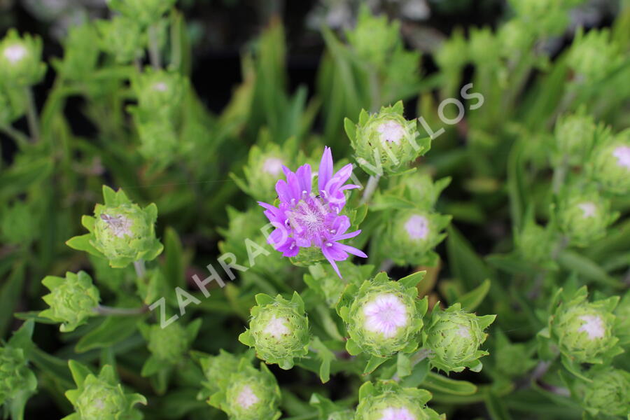 Stokésie 'Mels Blue' - Stokesia laevis 'Mels Blue'