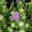 Stokésie 'Mels Blue' - Stokesia laevis 'Mels Blue'