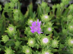 Stokésie 'Mels Blue' - Stokesia laevis 'Mels Blue'