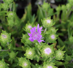 Stokésie 'Mels Blue' - Stokesia laevis 'Mels Blue'