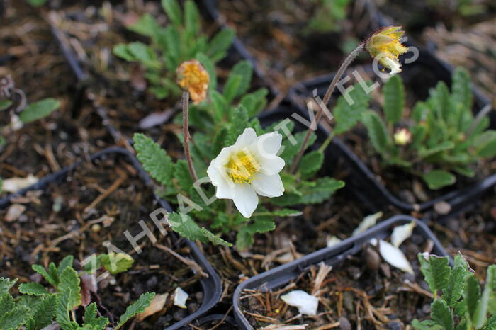Dryádka Sündermannova - Dryas suendermannii