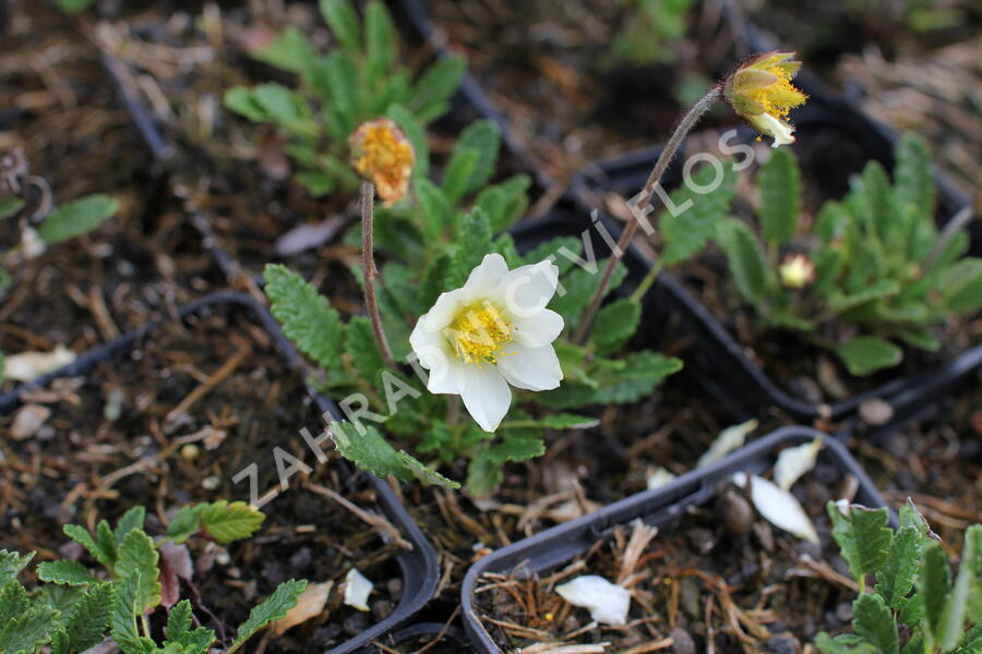 Dryádka Sündermannova - Dryas suendermannii