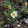 Dryádka Sündermannova - Dryas suendermannii