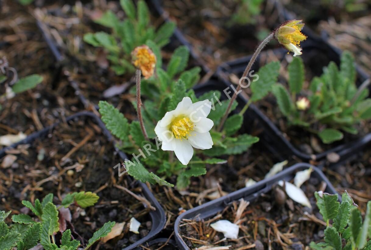 Dryádka Sündermannova - Dryas suendermannii