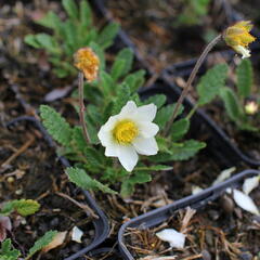 Dryádka Sündermannova - Dryas suendermannii