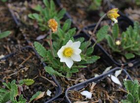 Dryádka Sündermannova - Dryas suendermannii
