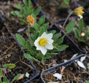Dryádka Sündermannova - Dryas suendermannii