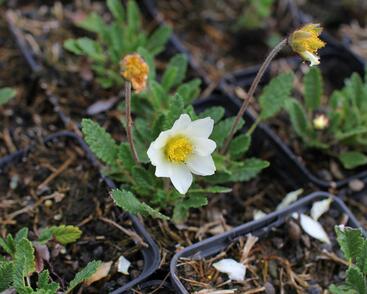 Dryádka Sündermannova