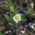 Dryas suendermannii.JPG