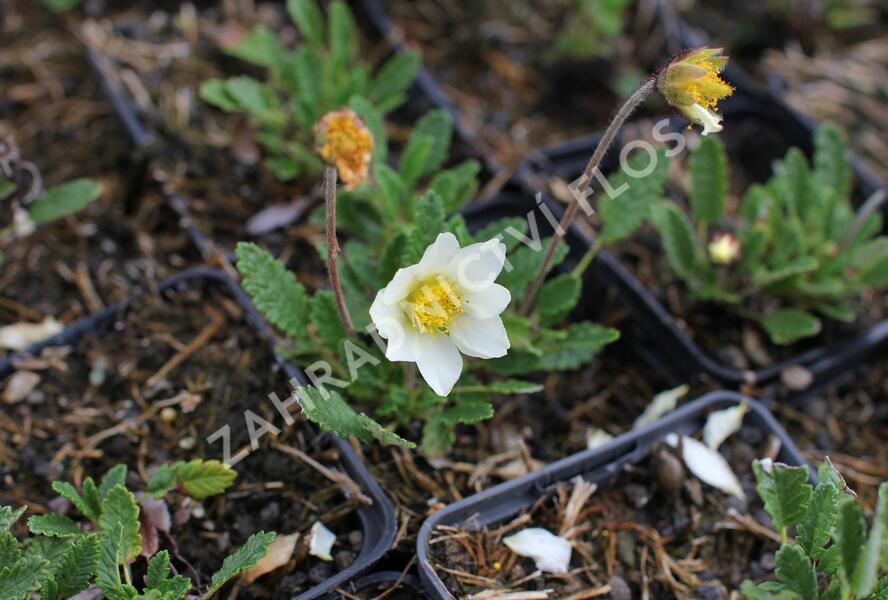 Dryádka Sündermannova - Dryas suendermannii