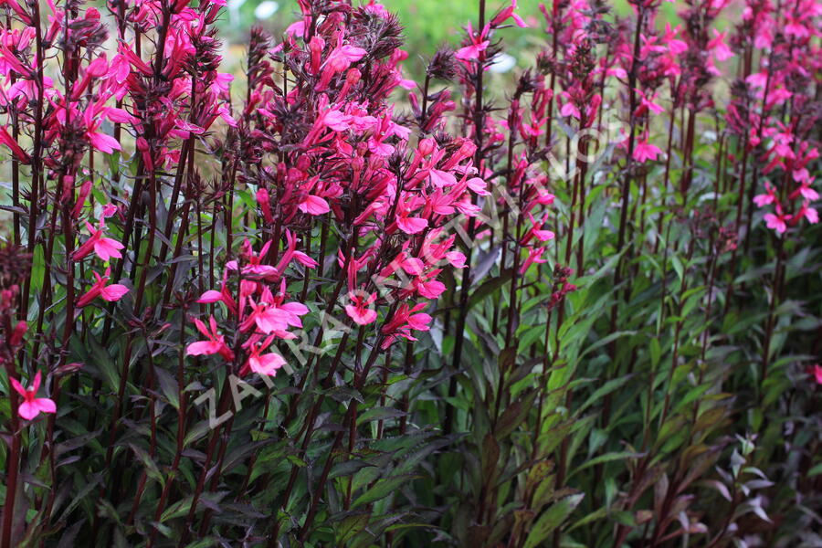 Lobelka 'Fanship Deep Rose' - Lobelia speciosa 'Fanship Deep Rose'