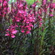 Lobelka 'Fanship Deep Rose' - Lobelia speciosa 'Fanship Deep Rose'